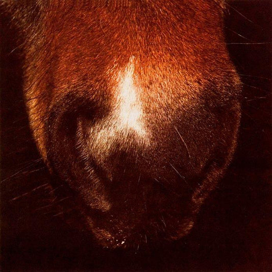 Pernilla Zetterman - Horse 1